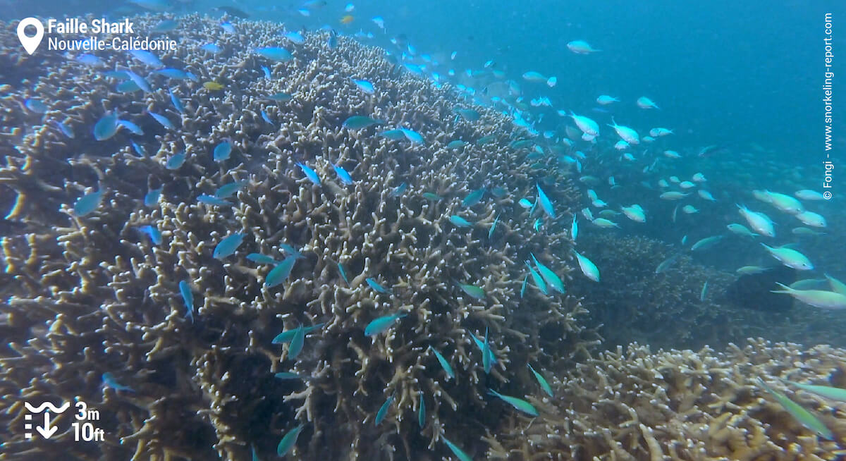 Chromis autour de corail branchu à la Faille Shark