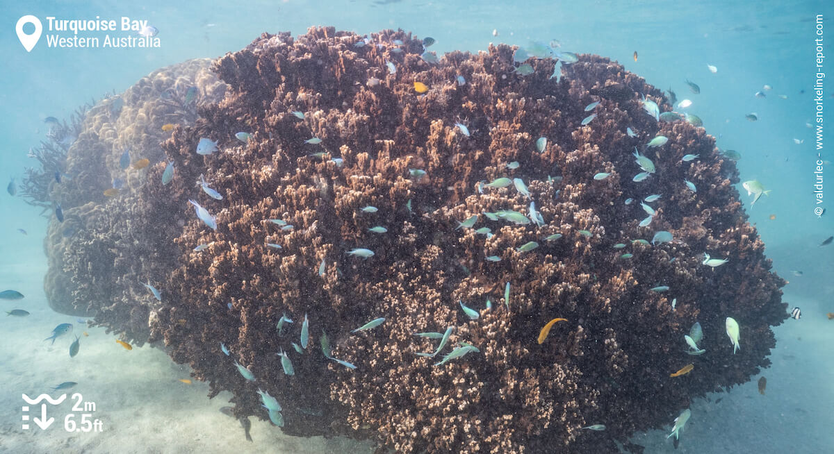 Coral and damselfish in Turquoise Bay