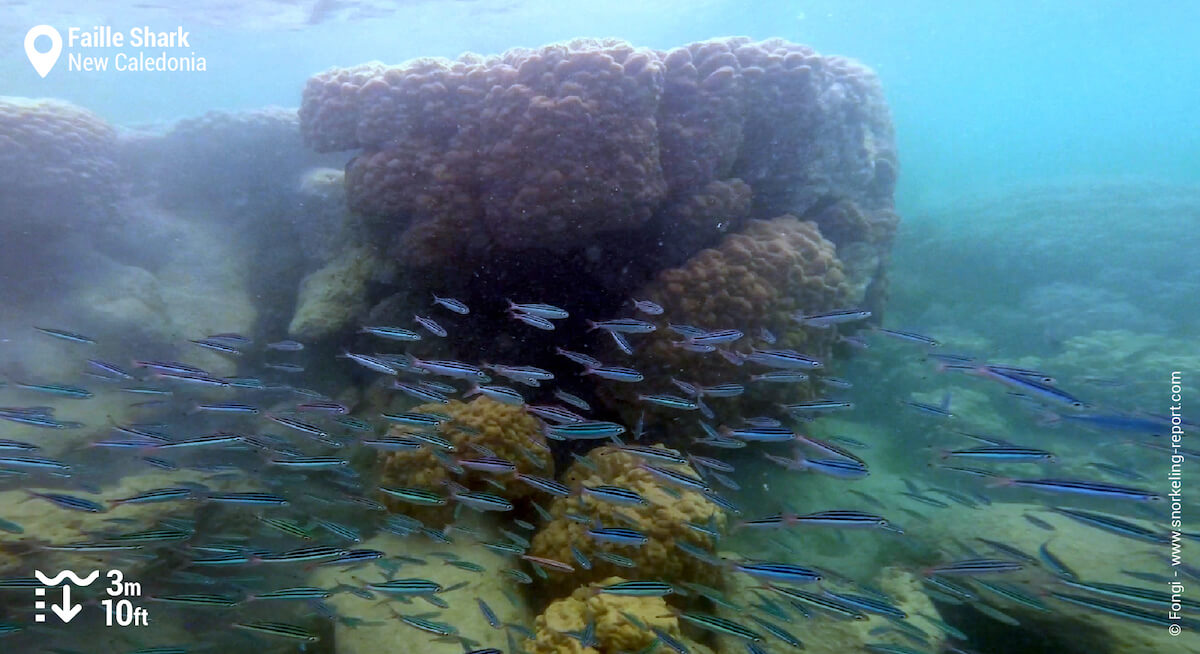 Coral reef and fish in Poé