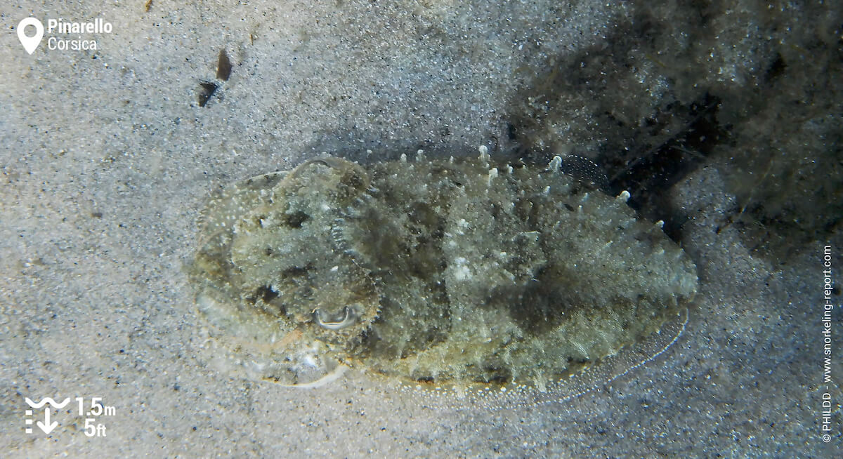 Cuttlefish in Pinarello