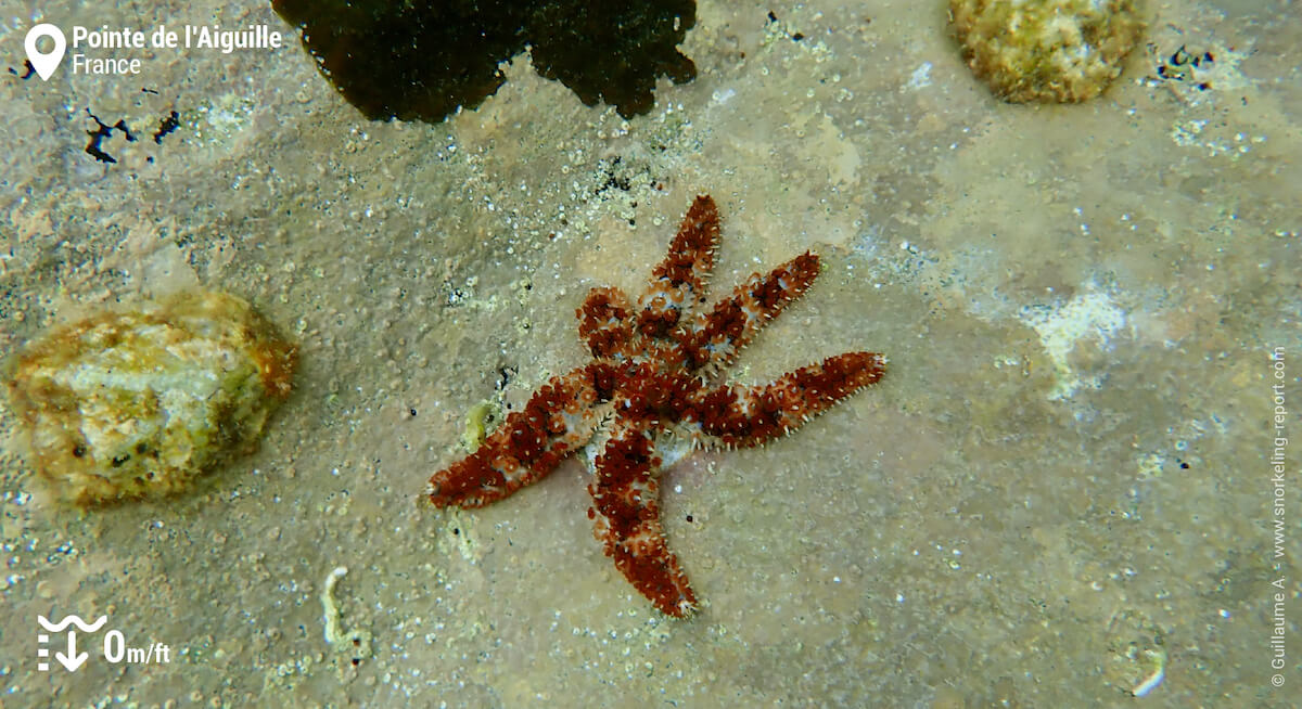 Etoile de Mer épineuse à Théoule-sur-Mer