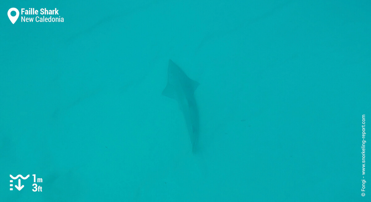 Giant guitarfish in Poé