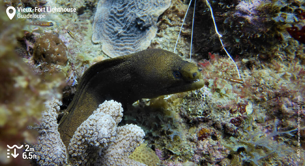 Goldentail moray in Guadeloupe