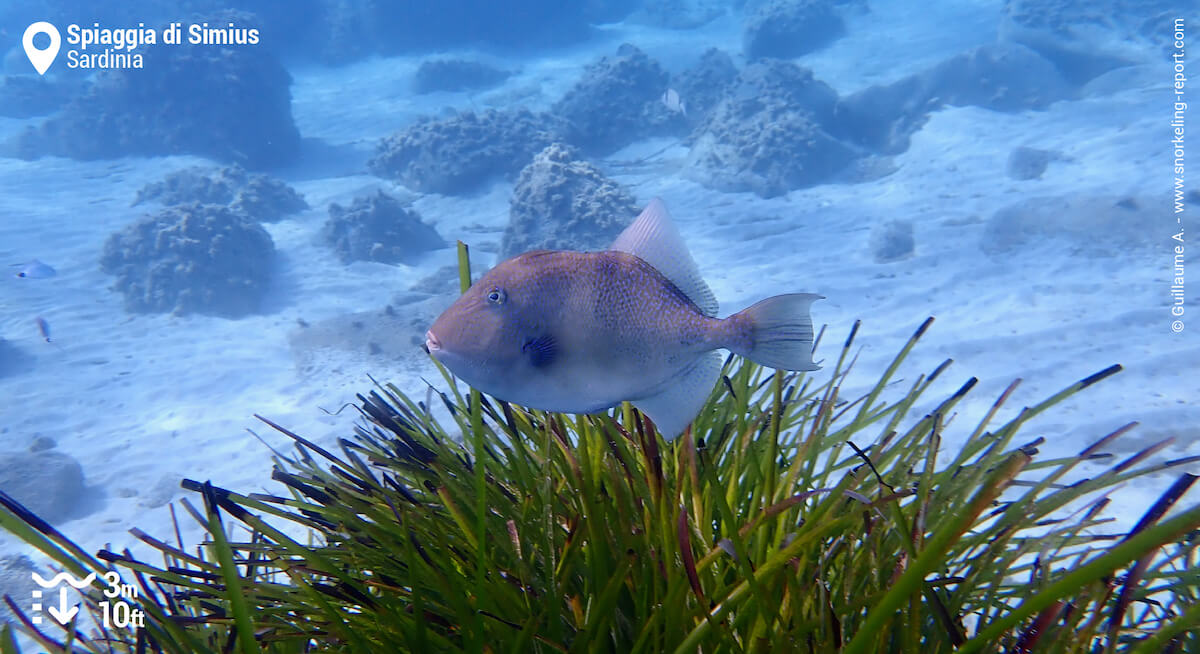 Grey triggerfish at Simius Beach, Sardinia