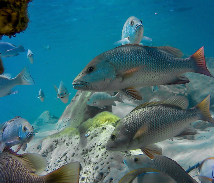 Kosi Bay Mouth Aquarium Reef