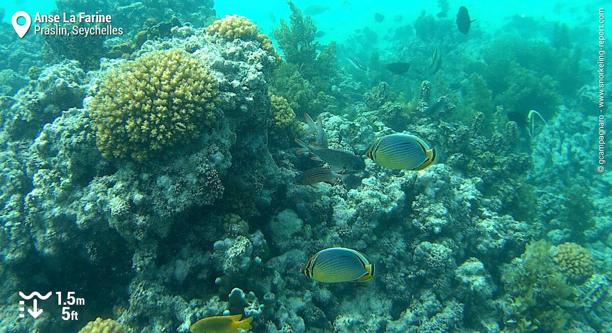 Melon butterflyfish at Anse La Farine