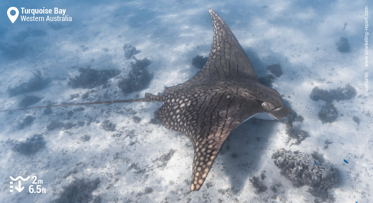 Ornate eagle ray at Turquoise Bay