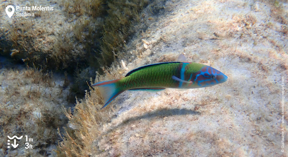 Ornate wrasse in Punta Molentis