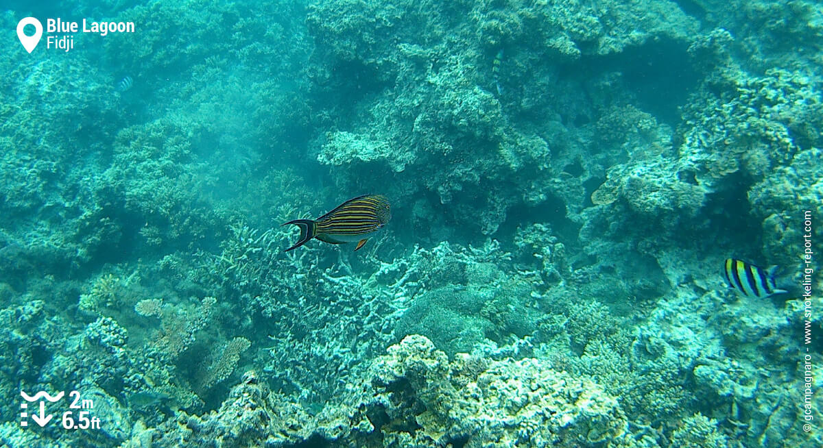 Poisson-chirurgien clown au Lagon Bleu