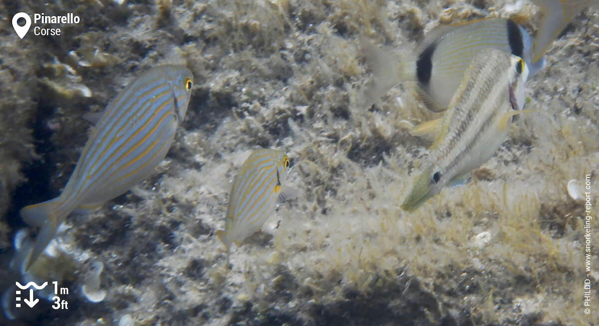 Poissons autour des rochers de Pinarello