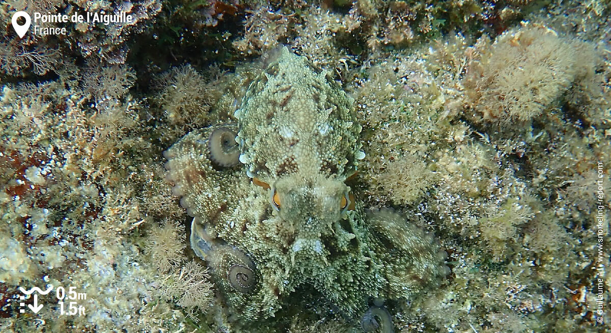 Poulpe sur le sentier sous-marin de la Pointe de l'Aiguille