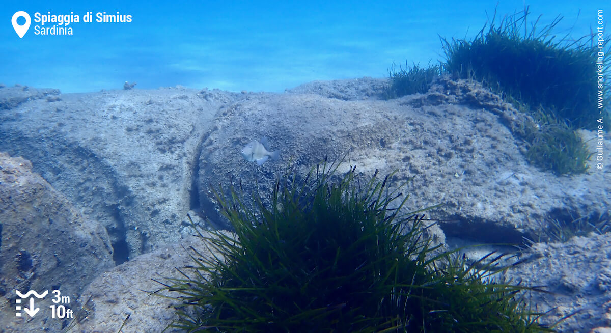 Rocks and posidonia at Spiaggia di Simius