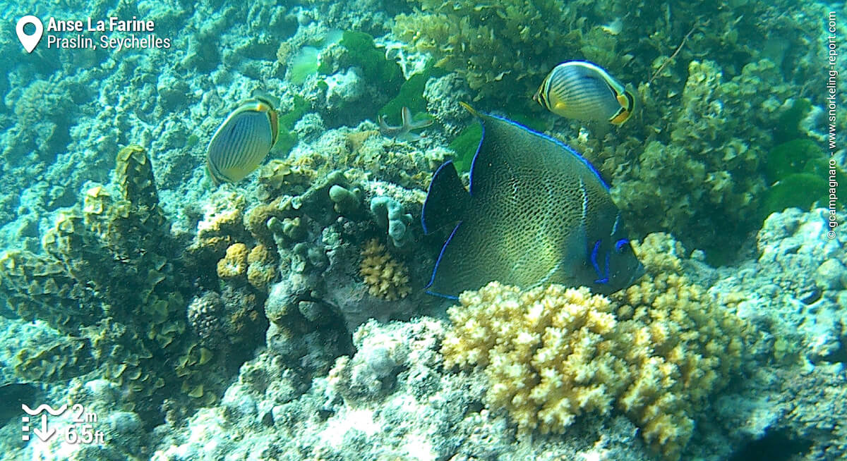 Poisson-ange à demi-cercles à Anse La Farine