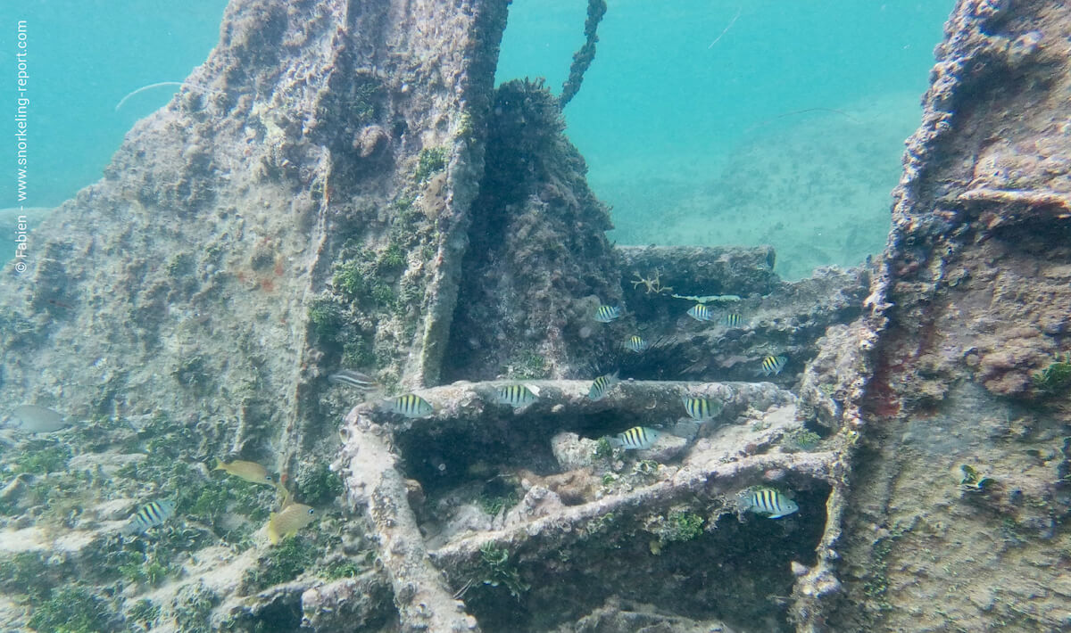 Sergeant majors around Simpson Bay's wreck