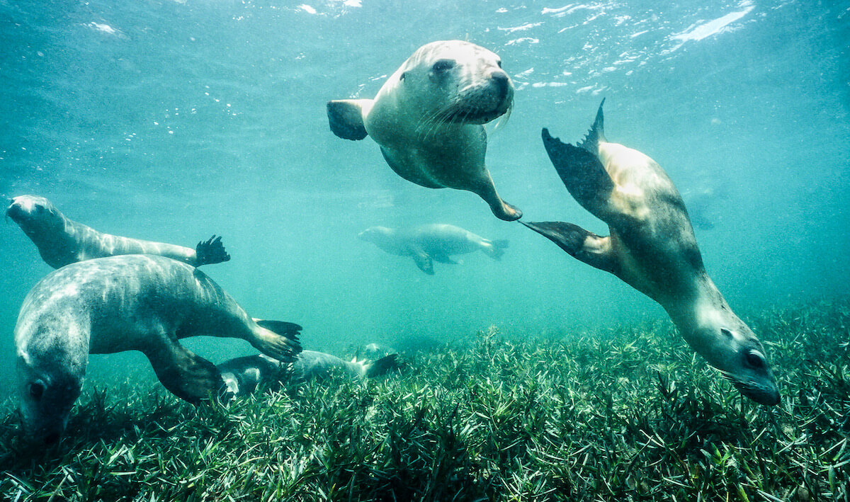 Snorkeling with Australian sea lions at Jurien Bay