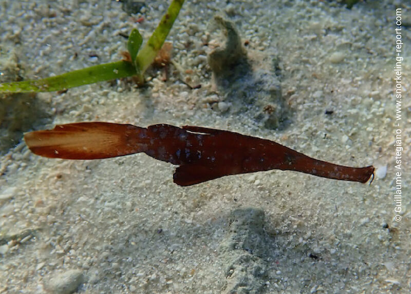 Solenostomus cyanopterus