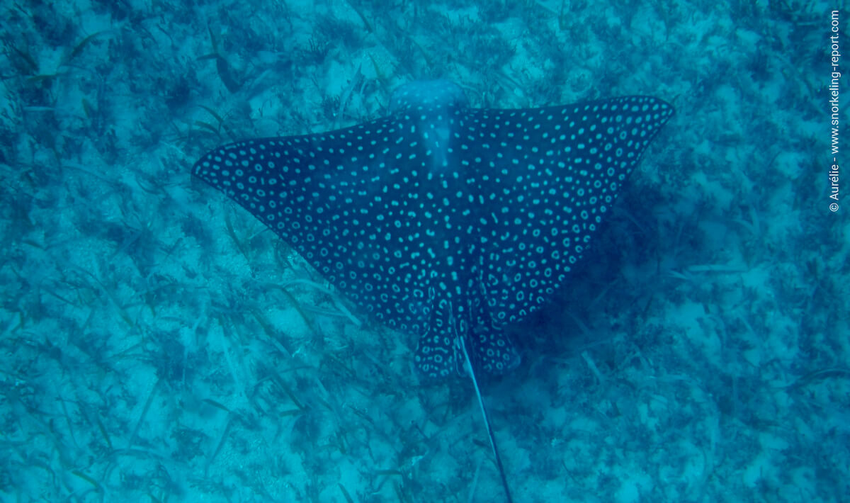 Spotted eagle ray in Tintamarre Island, St Martin