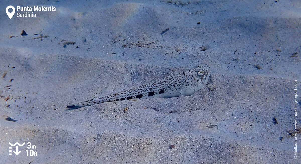 Spotted weever in Punta Molentis