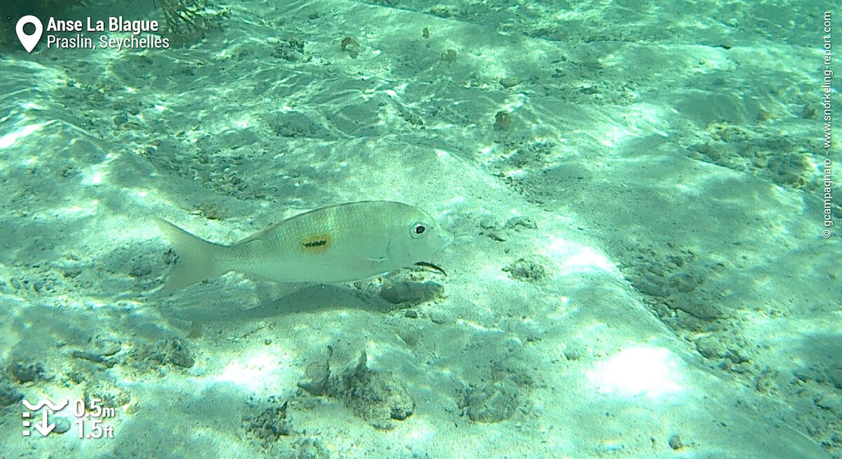 Thumbprint emperor at Anse La Blague