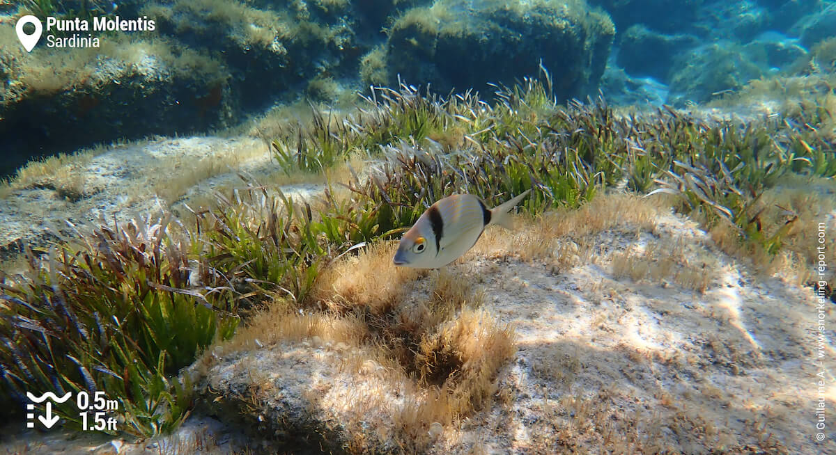 Two-banded seabream in Punta Molentis