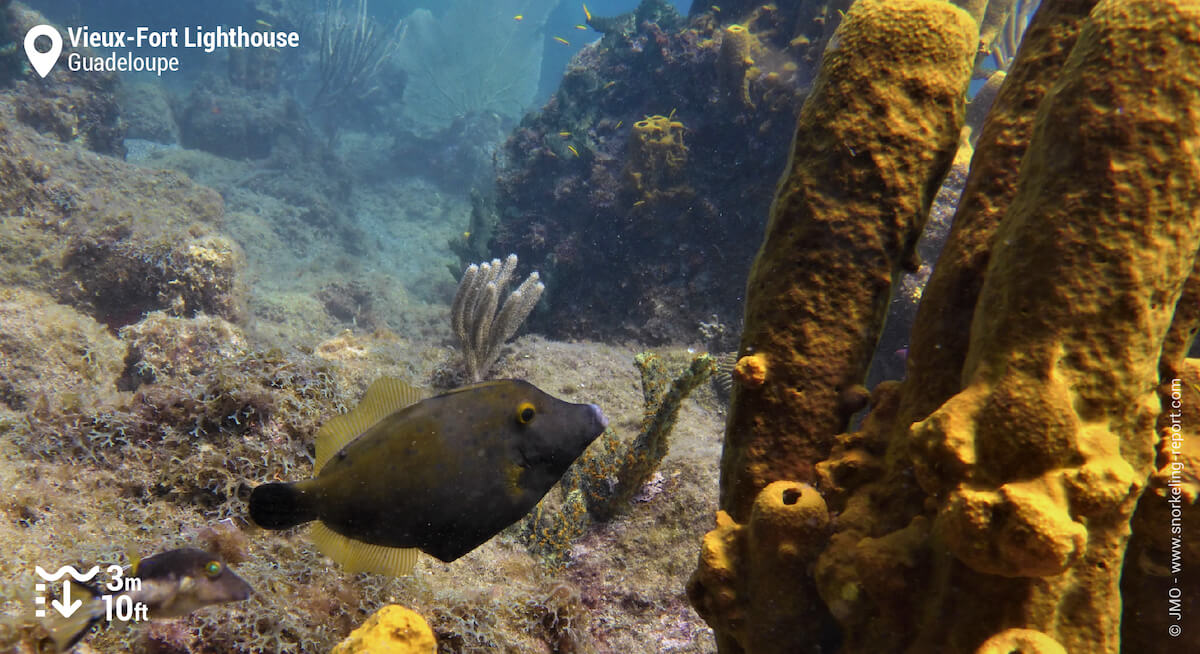 Whitespotted filefish and yellow sponges