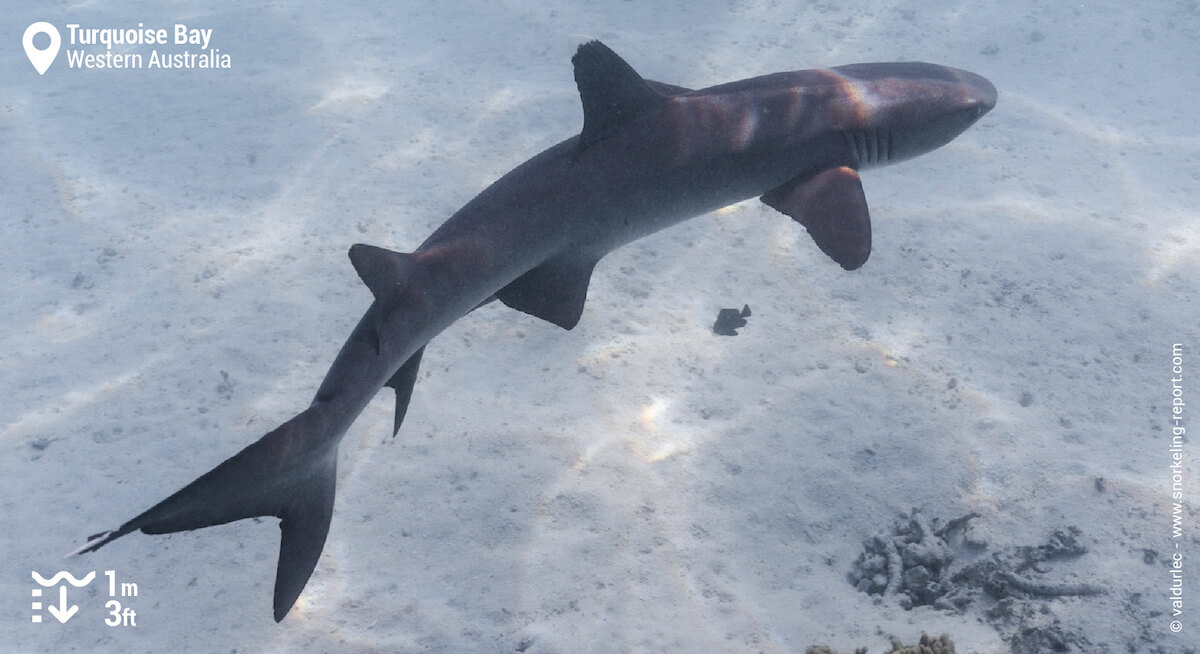 Whitetip reef shark in Turquoise Bay