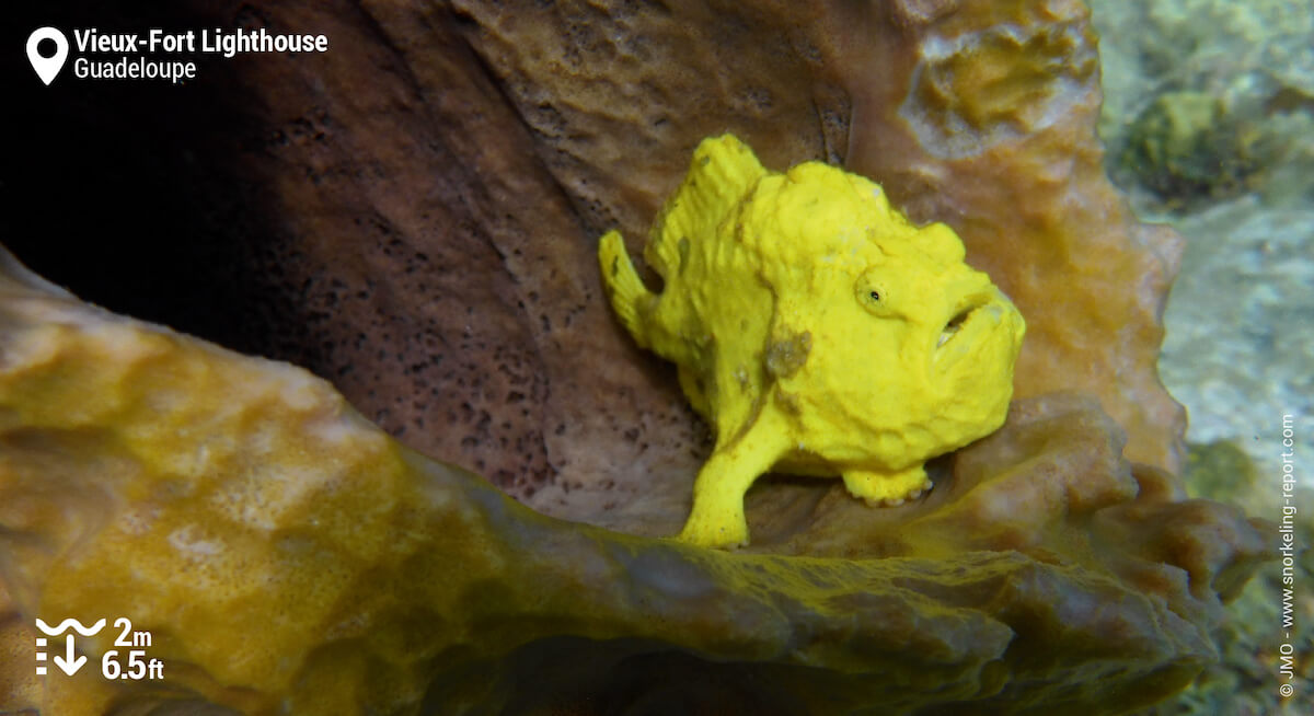 Longlure frogfish in Guadeloupe