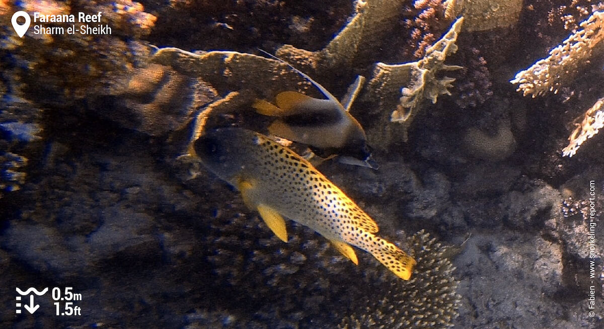 Blackspotted rubberlip in Faraana Reef