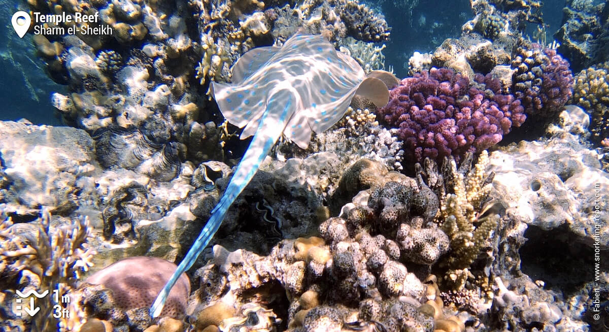 Bluespotted ribbontail ray in Temple Reef