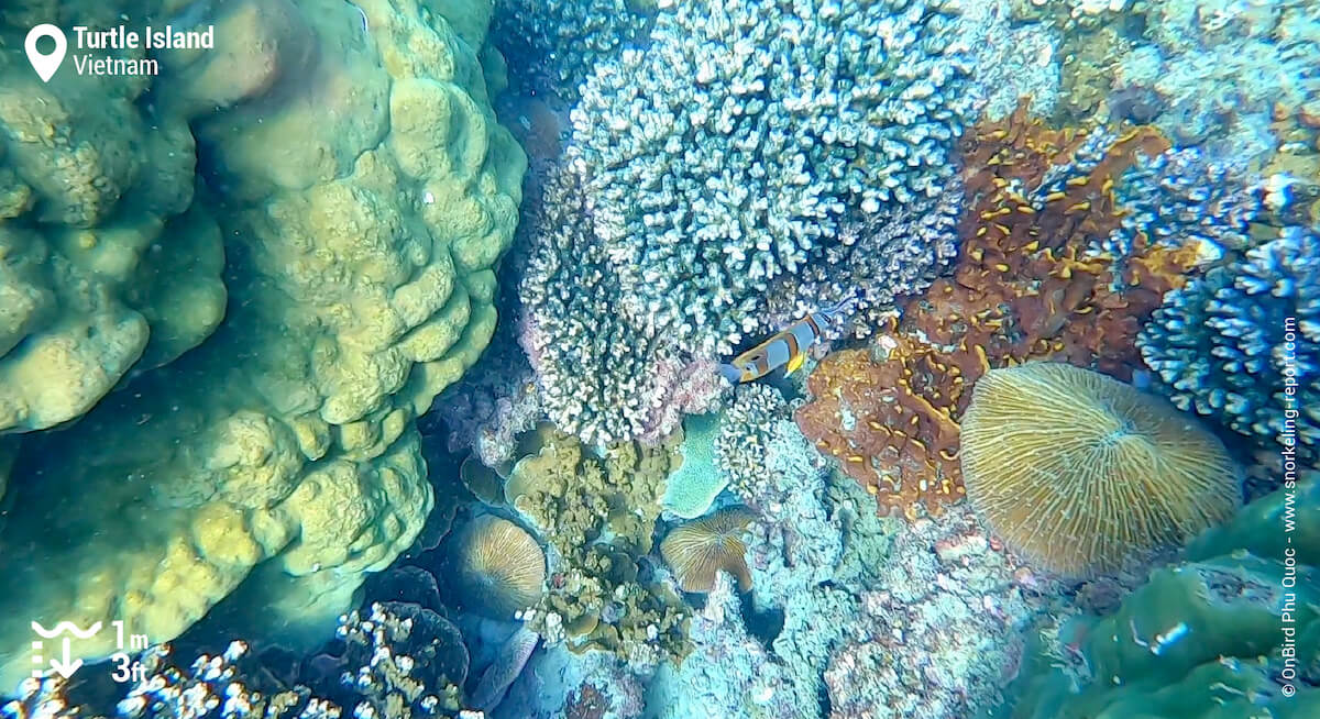 Cooperband butterflyfish above coral reef