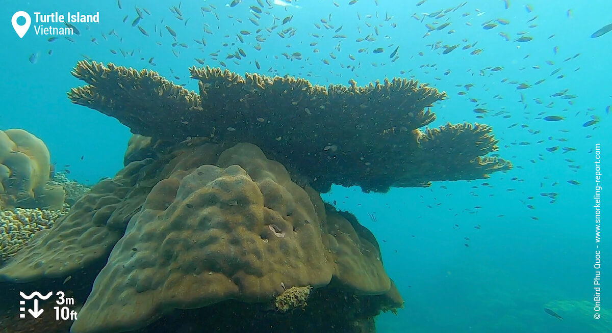 Snorkeling Doi Moi Island (Turtle Island), Vietnam