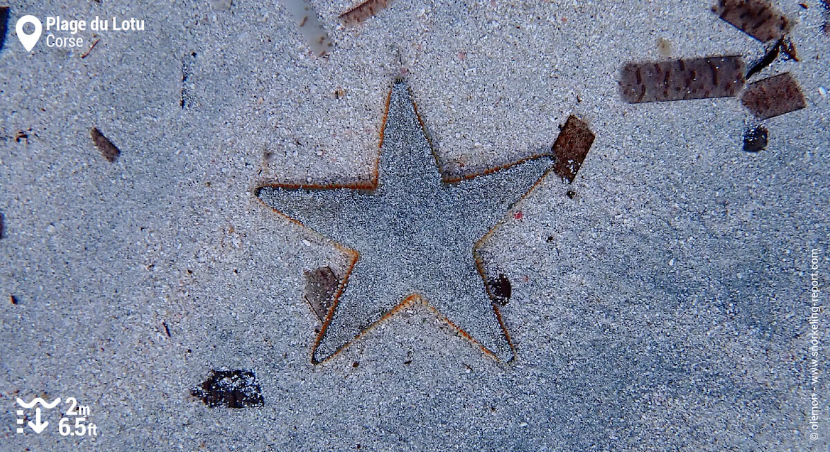 Etoile de mer peigne à la plage du Lotu