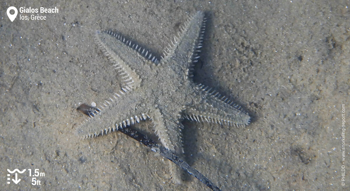 Etoile de mer peigne à Gialos