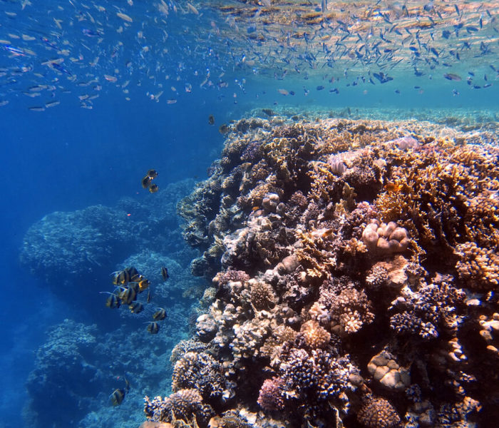 Faraana Reef