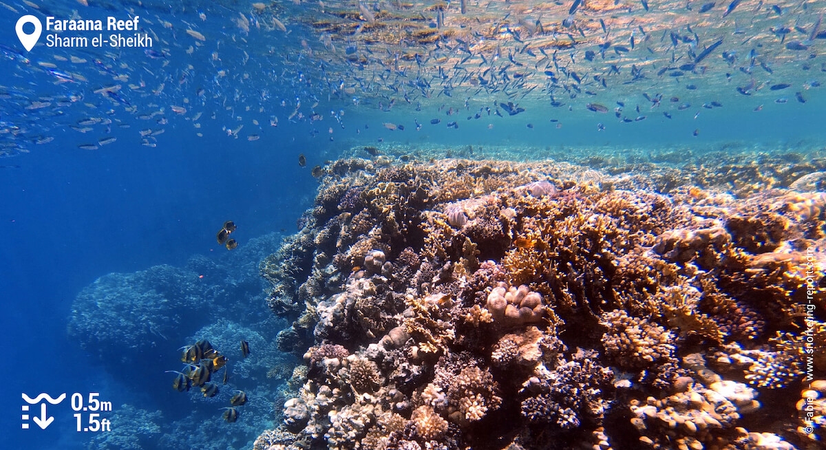 Faraana Reef drop off