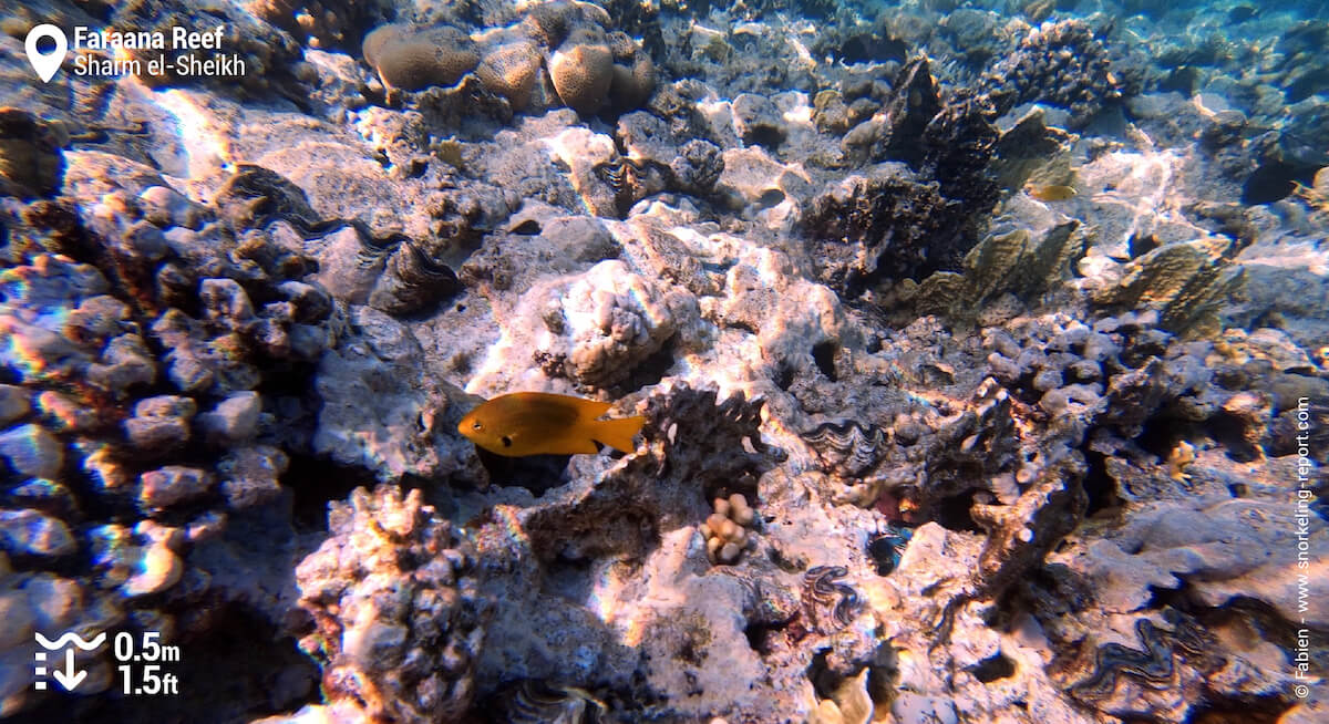 Faraana reef flat