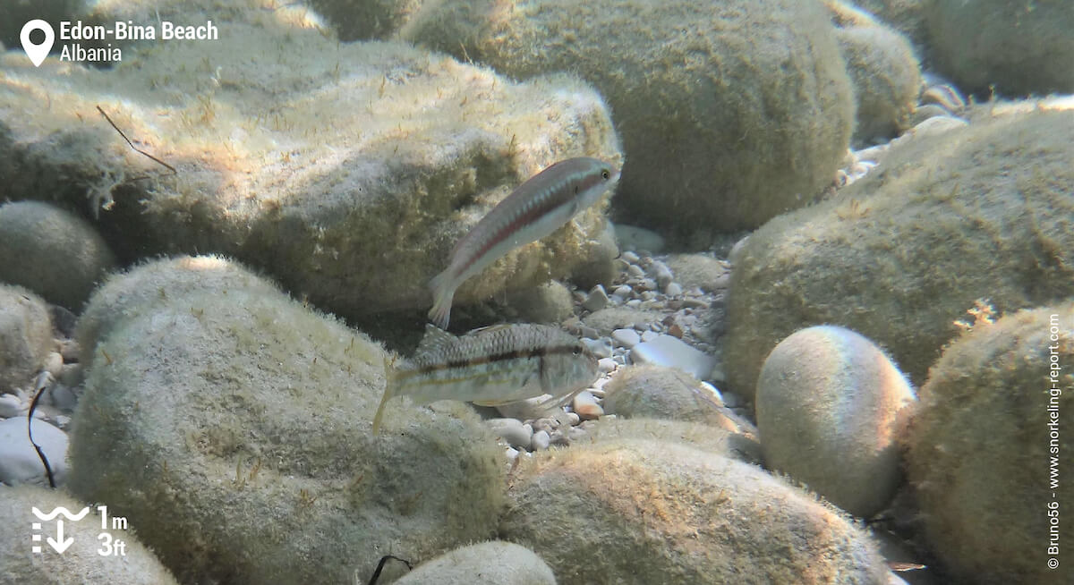 A red mullet and a Mediterranean rainbow wrasse