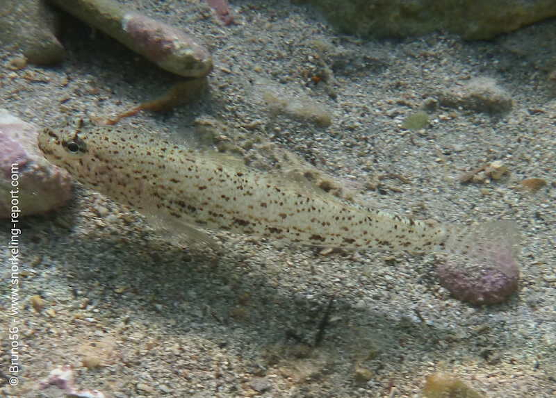 Gobius bucchichi