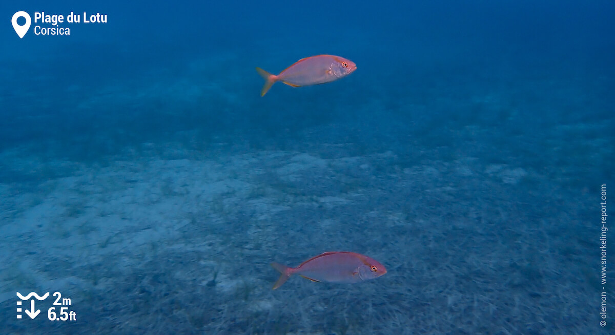 Greater amberjack at Lotu Beach