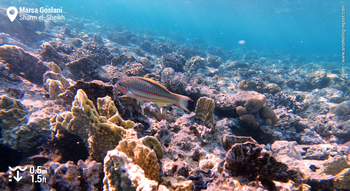 Klunzinger's wrasse on Marsa Goslani reef flat