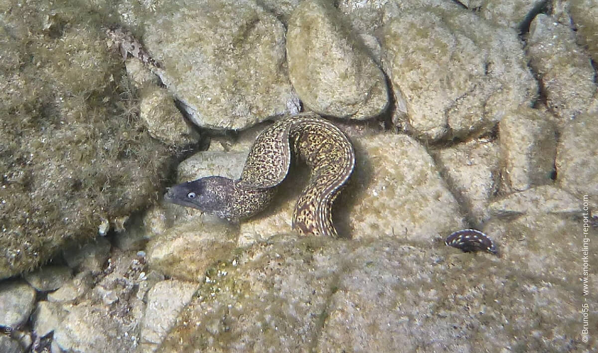 Mediterranean moray in Lambjano Bay