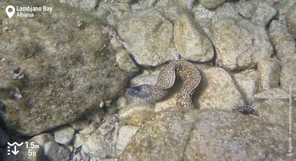 Mediterranean moray in Lambjano Bay