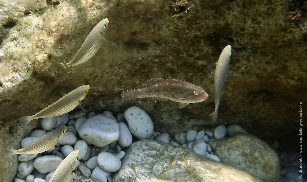 Mediterranean parrotfish in Lambjano Bay