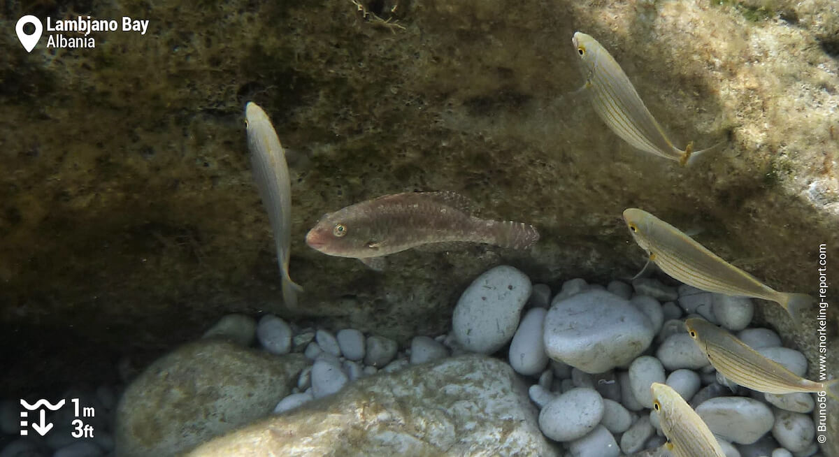 Mediterranean parrotfish in Lambjano Bay