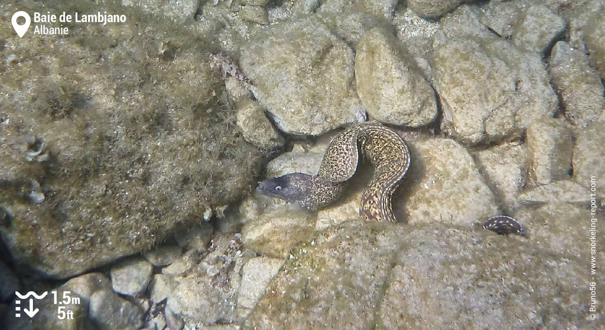 Murène de Méditerranée dans la Baie de Lambjano