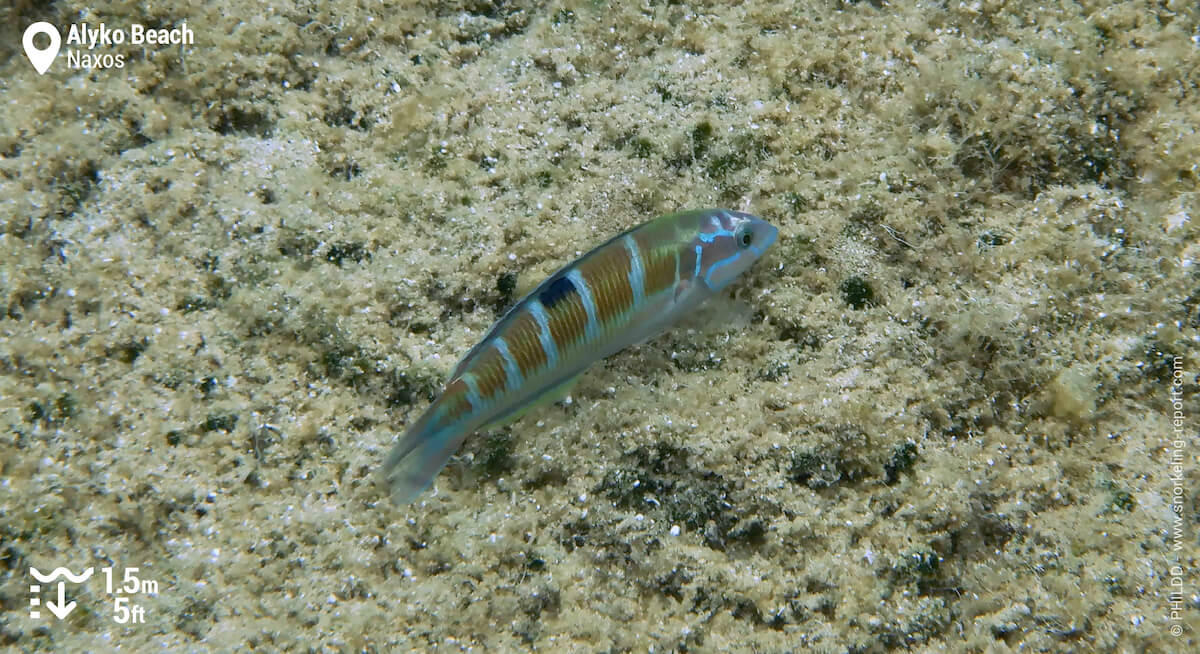 Ornate wrasse in Alyko