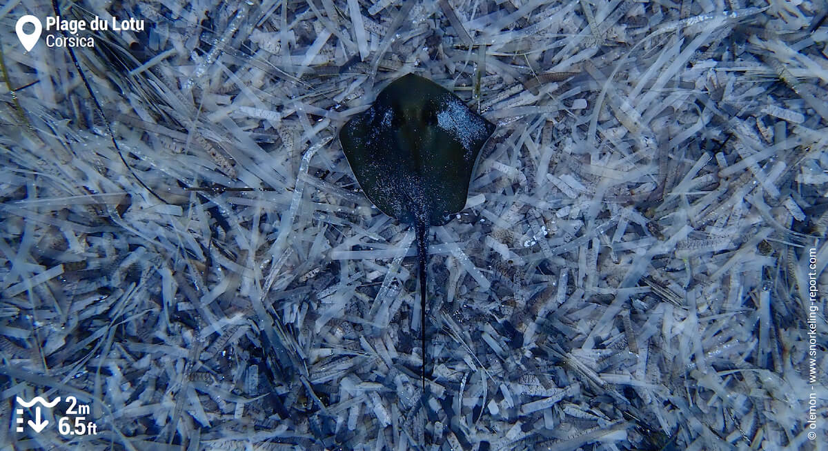 Pelagic stingray in northern Corsica