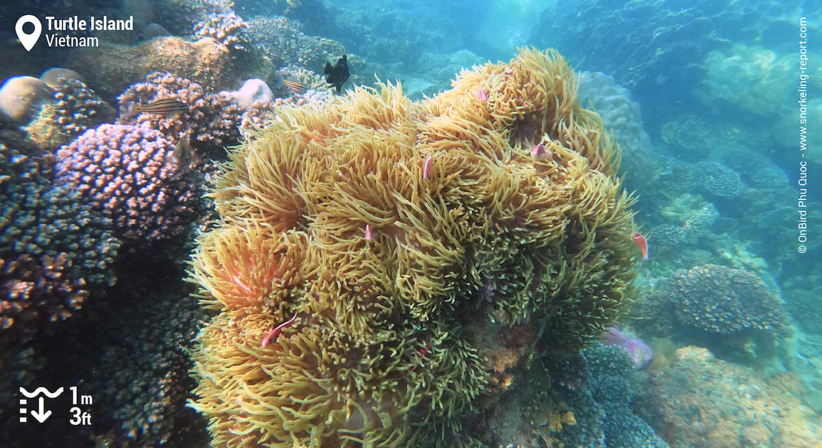 Pink skunk clownfish family in a sea anemone in Vietnam