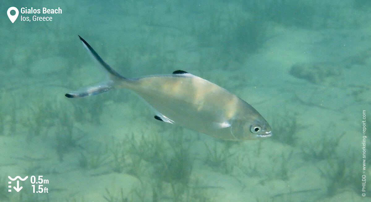 Pompano at Gialos Beach