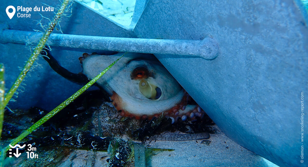 Un poulpe caché sous une ancre en Corse